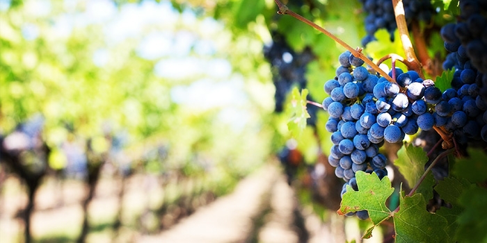 06domainesviticoles-bercail